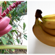 On the left, Musa velutina, on the right the Cavendish.